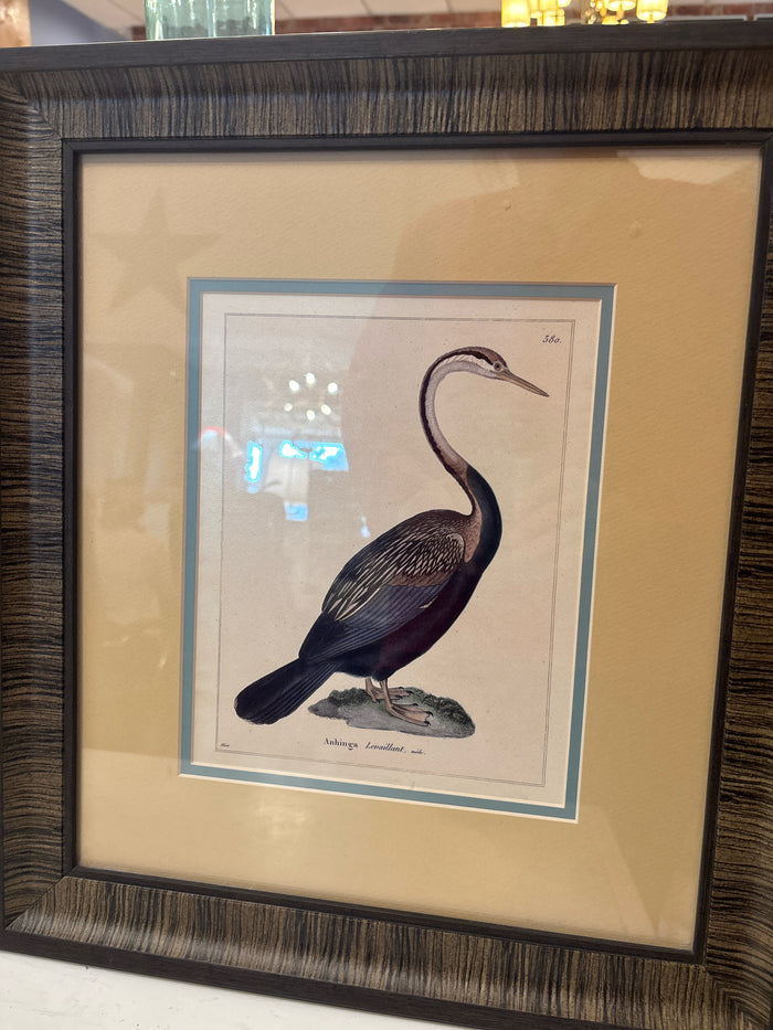 PRINT ANHINGA
